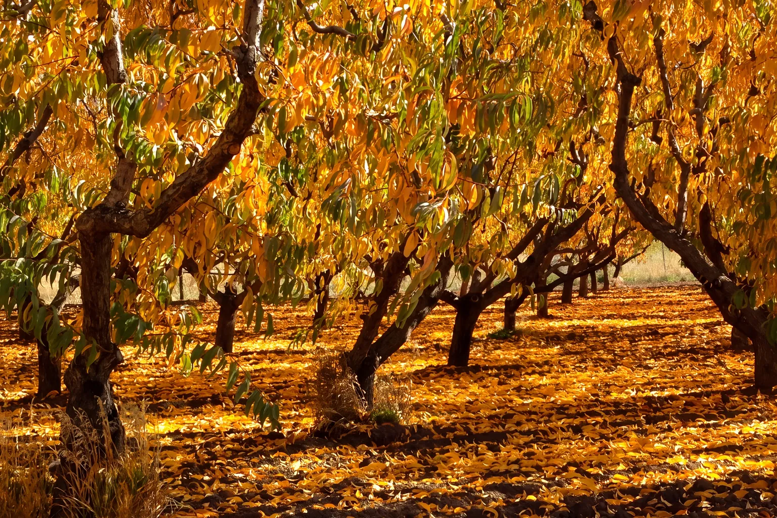 Rows of orchard trees with golden leaves and fallen foliage in autumn sunlight