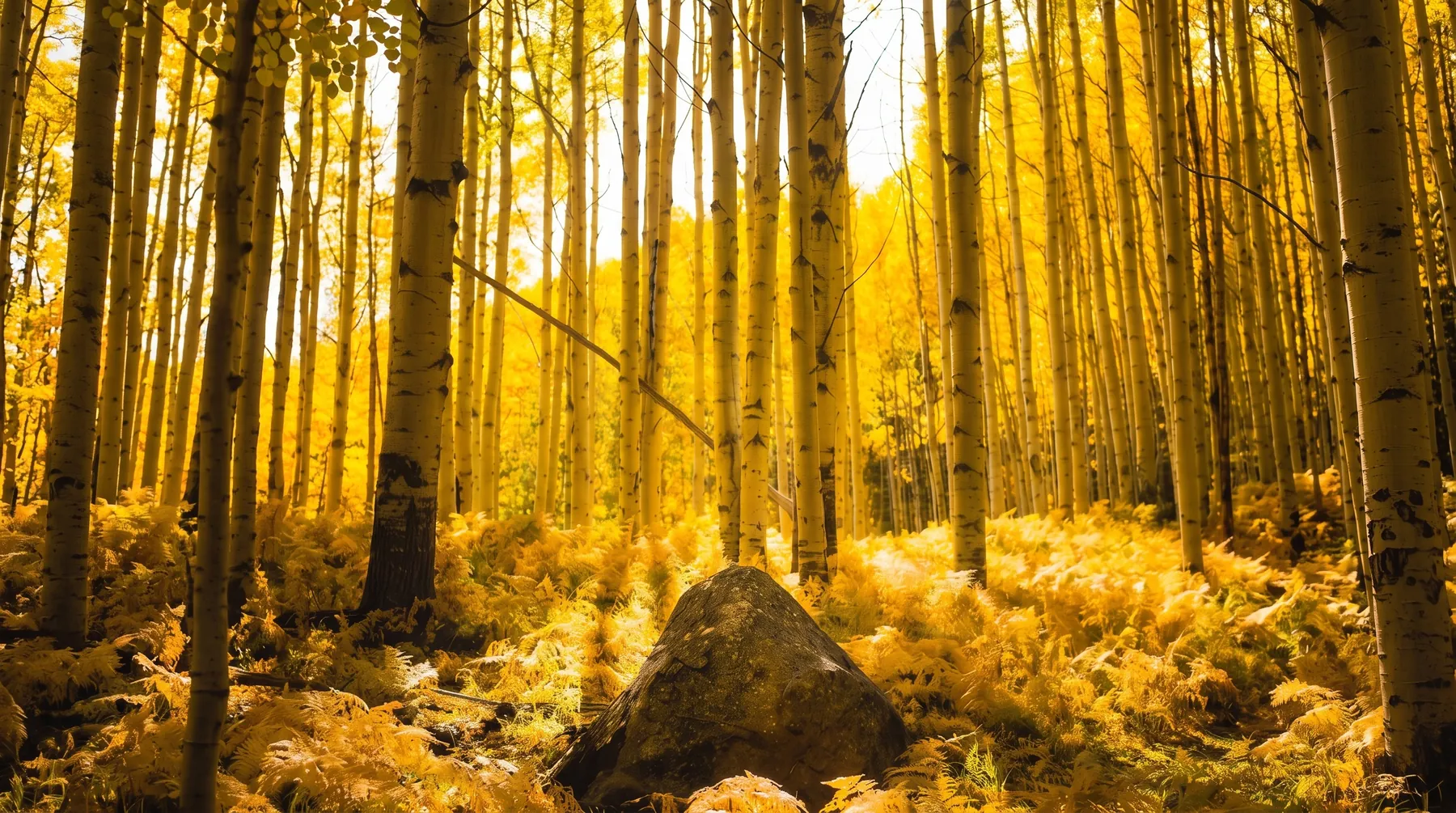 Sunlight filtering through golden autumn aspens above a fern-covered forest floor in Colorado
