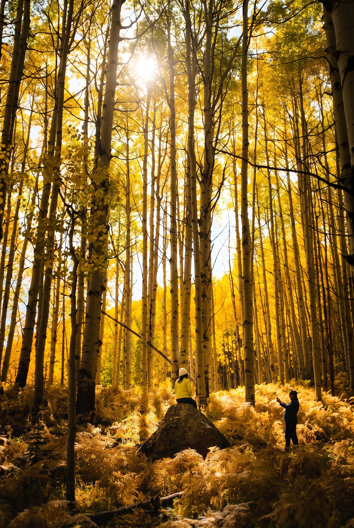 Hikers beneath sunlit golden aspens in Colorado