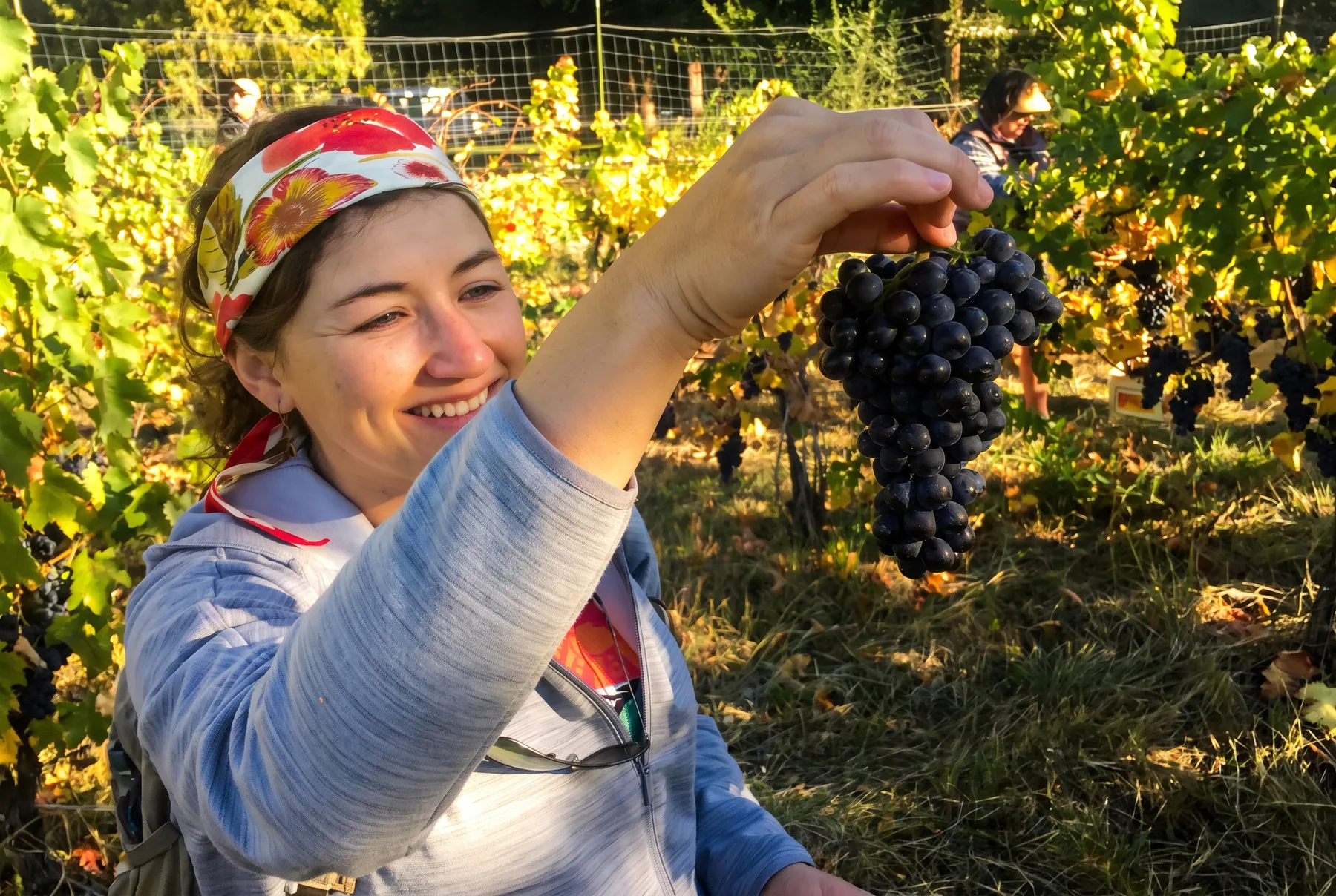 A visitor holding a freshly cut cluster of wine grapes in the vineyard