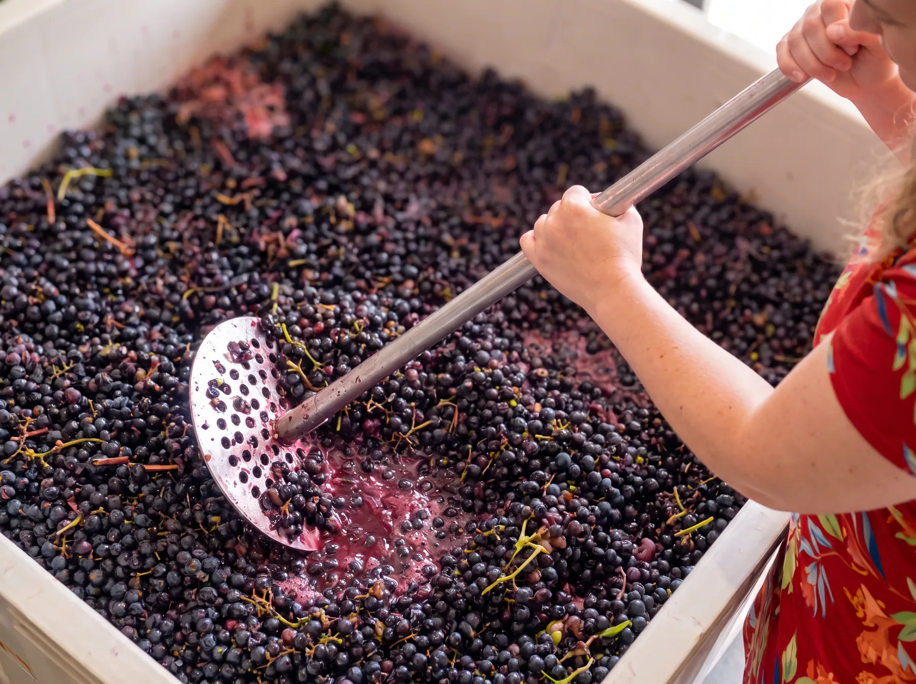 Hands working with freshly crushed wine grapes during production