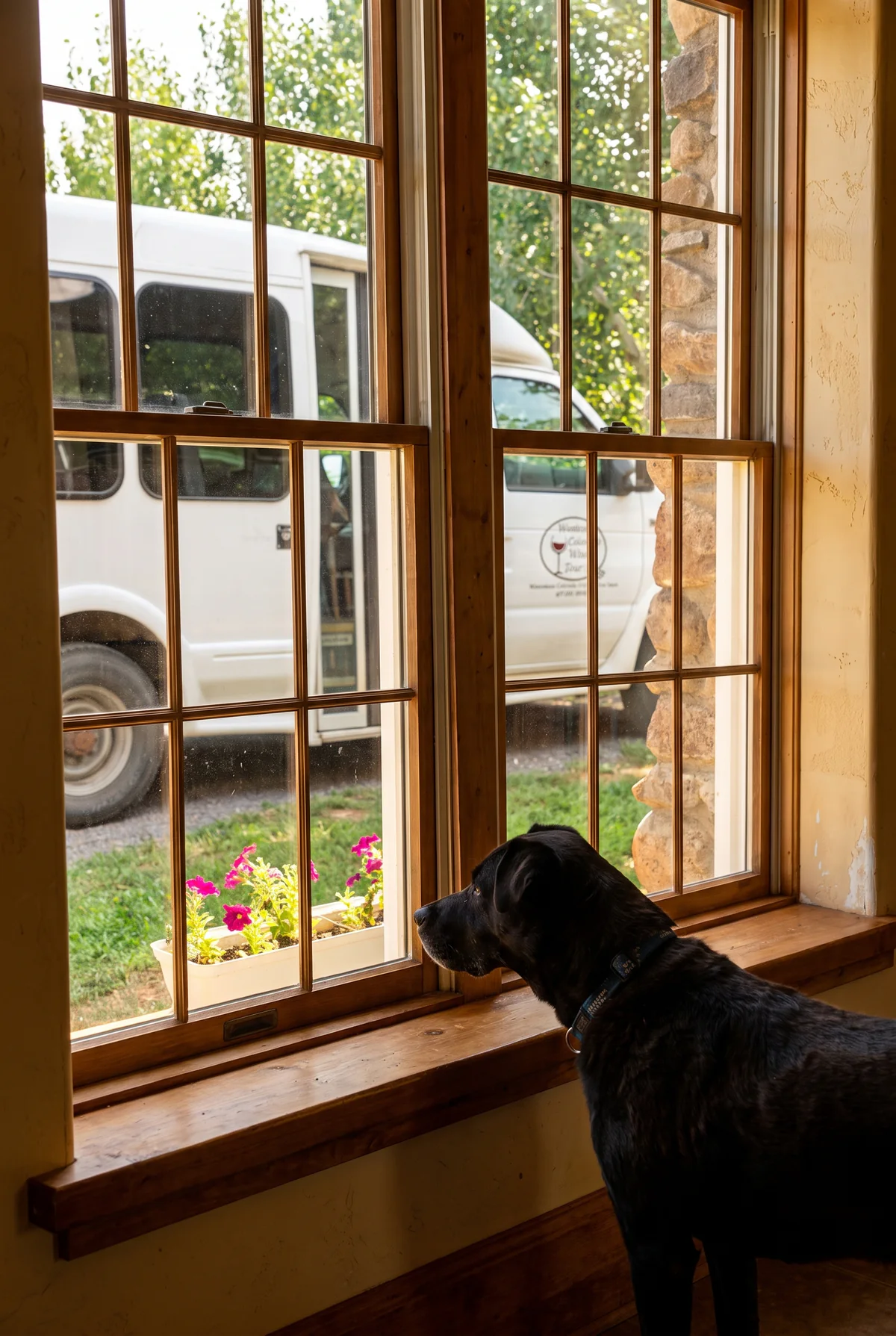 A black dog looking through a winery window at the tour shuttle parked outside
